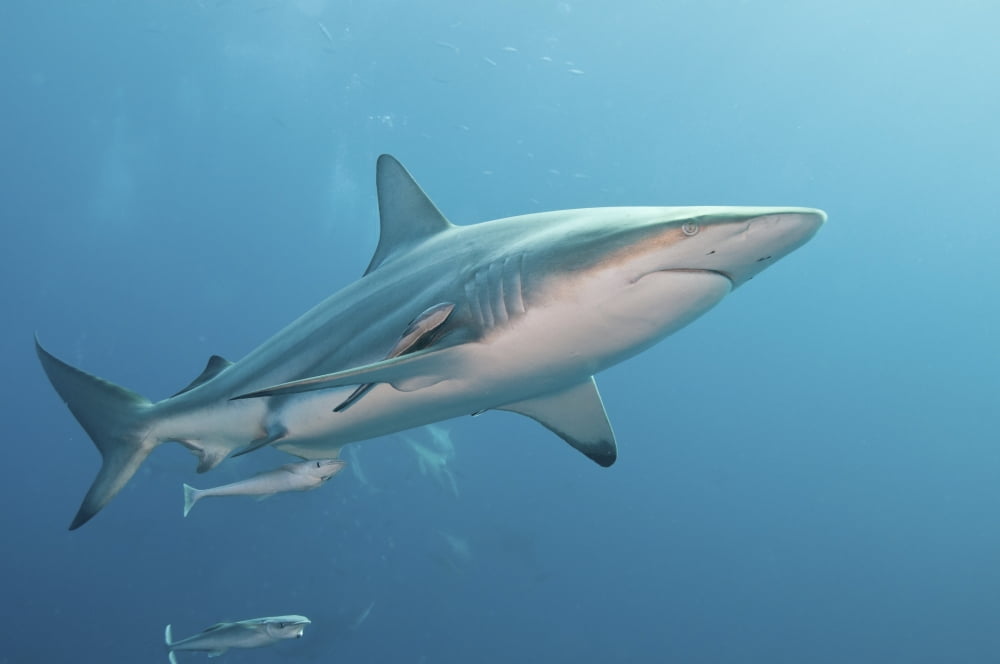 An oceanic blacktip shark with remora South Africa Canvas Art - Mathieu MeurStocktrek Images (34 x 23)