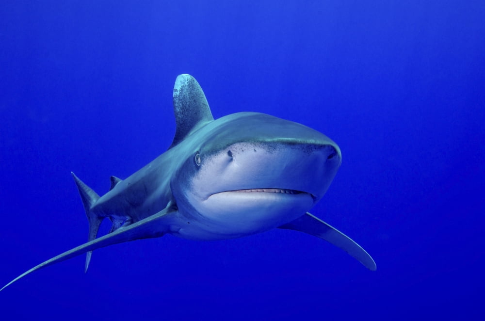 An oceanic whitetip shark Cat Island Bahamas Canvas Art - Brent BarnesStocktrek Images (17 x 12)