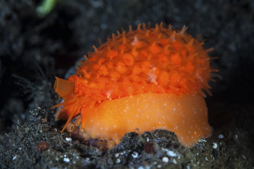 An orange sieve cowry crawling across black sand Canvas Art - Ethan DanielsStocktrek Images (34 x 23)