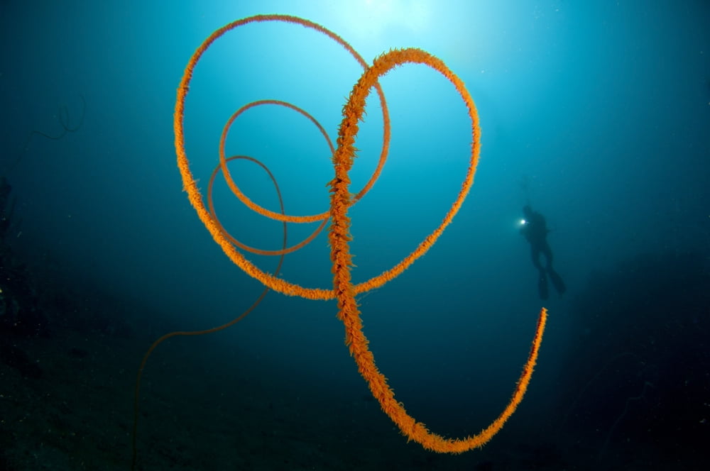 An orange wire coral Lembeh Strait Indonesia Canvas Art - Steve JonesStocktrek Images (18 x 12)
