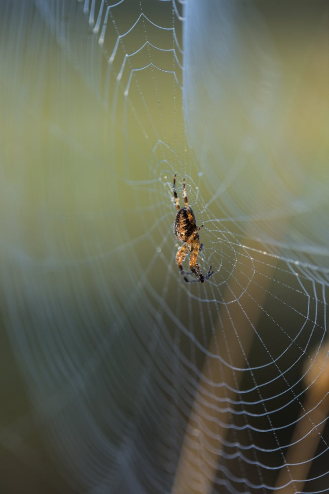 An orb weaver spider (Araneus diadematus) tends her web Astoria Oregon United States of America Canvas Art - Robert L Potts Design Pics (11 x 17)