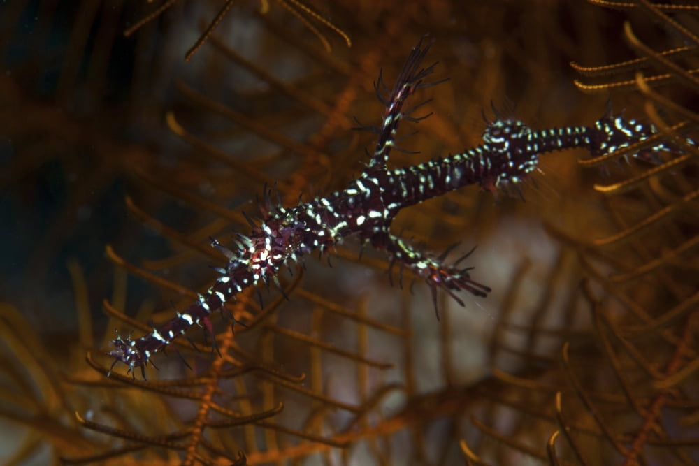 An ornate ghost pipefish blends in with its surroundings Canvas Art - Ethan DanielsStocktrek Images (34 x 23)
