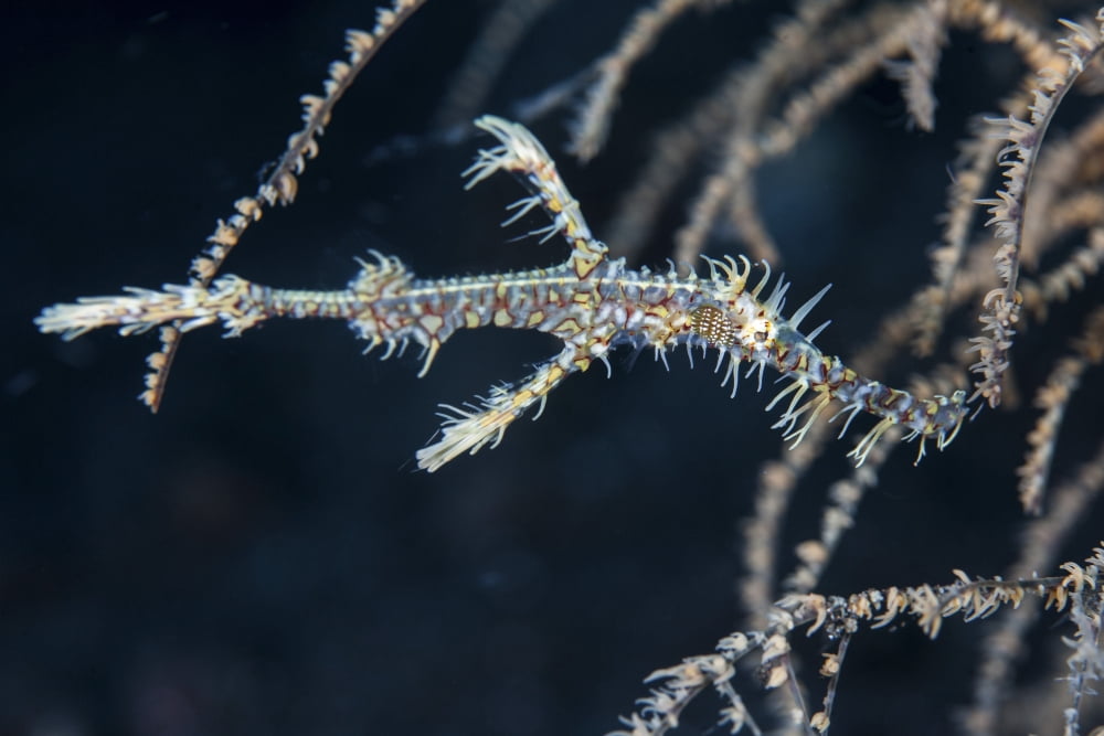 An ornate ghost pipefish blends into its environment Canvas Art - Ethan DanielsStocktrek Images (34 x 23)