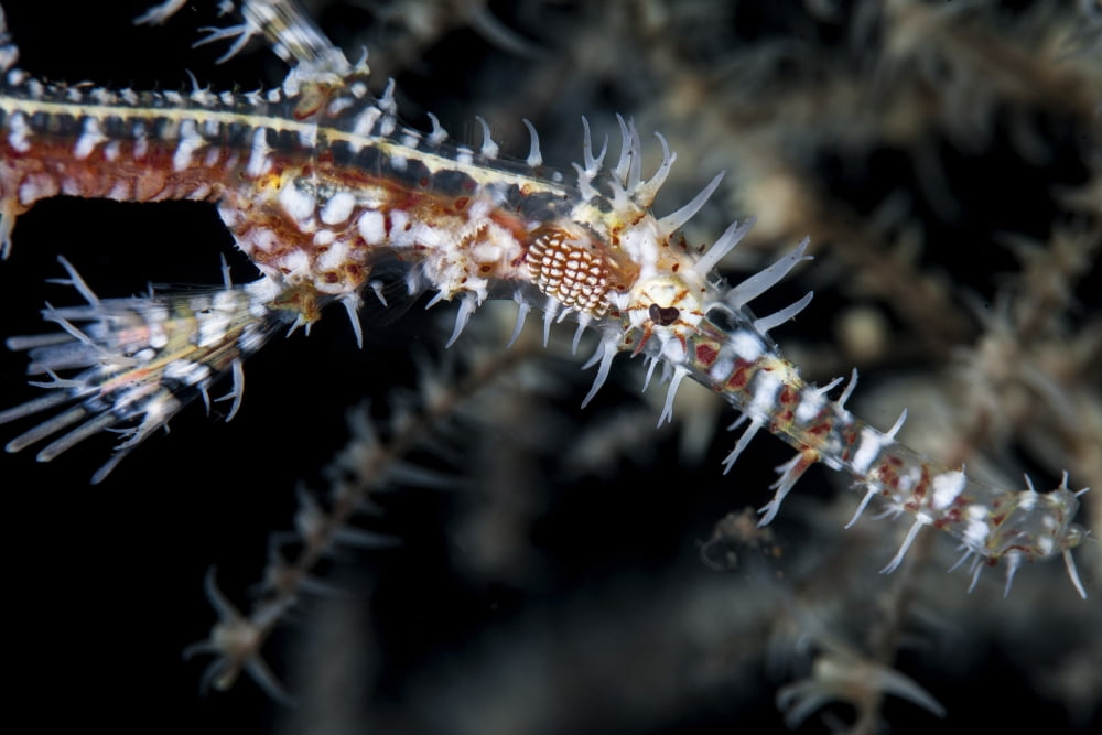 An ornate ghost pipefish blends into its environment Canvas Art - Ethan DanielsStocktrek Images (34 x 23)