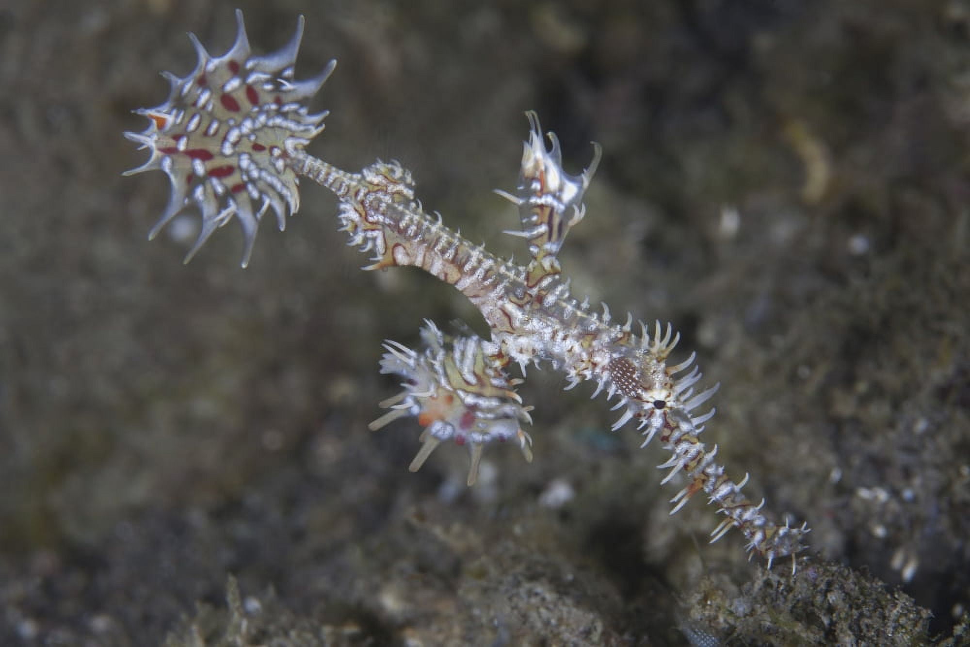 An ornate ghost pipefish in Komodo National Park Indonesia Canvas Art - Ethan DanielsStocktrek Images (34 x 23)