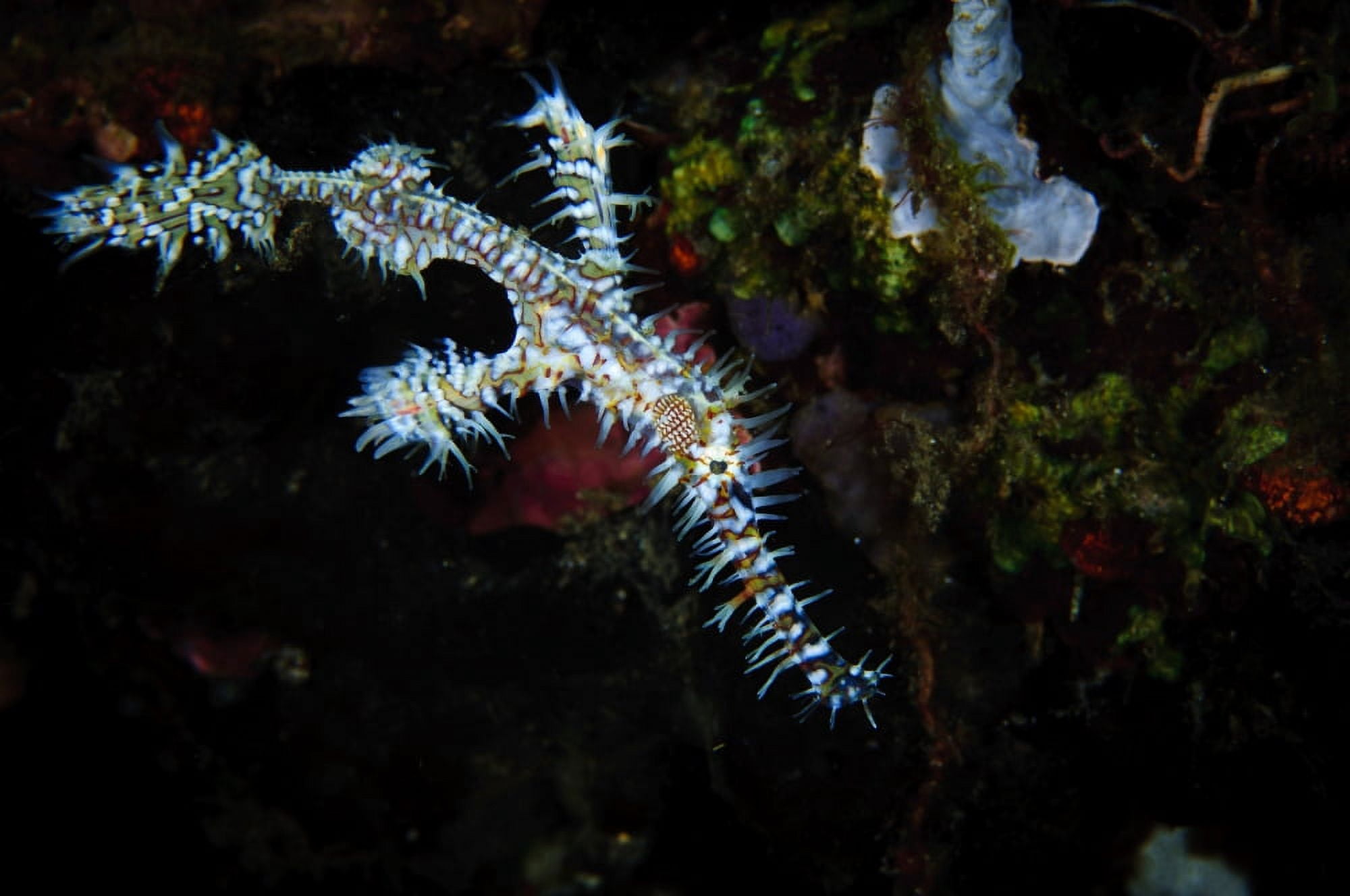An ornate ghostpipefish against a reef in West Papua Indonesia Canvas Art - Steve JonesStocktrek Images (35 x 23)
