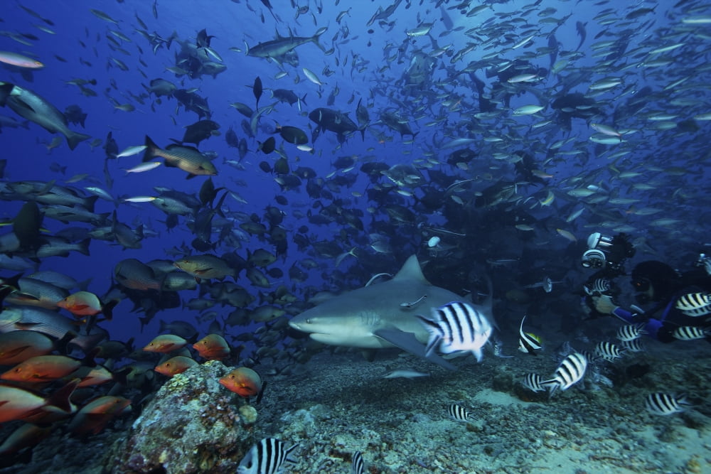 An underwater photographer films a large bull shark surrounded by hundreds of reef fish Fiji Canvas Art - Terry MooreStocktrek Images (35 x 23)