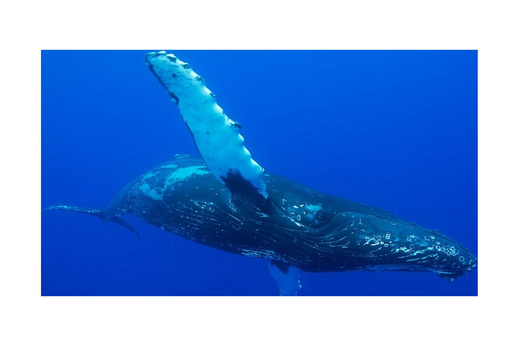 An underwater view of a humpback whale (Megaptera novaeangliae) Hawaii United States of America Canvas Art - Dave Fleetham Design Pics (19 x 12)