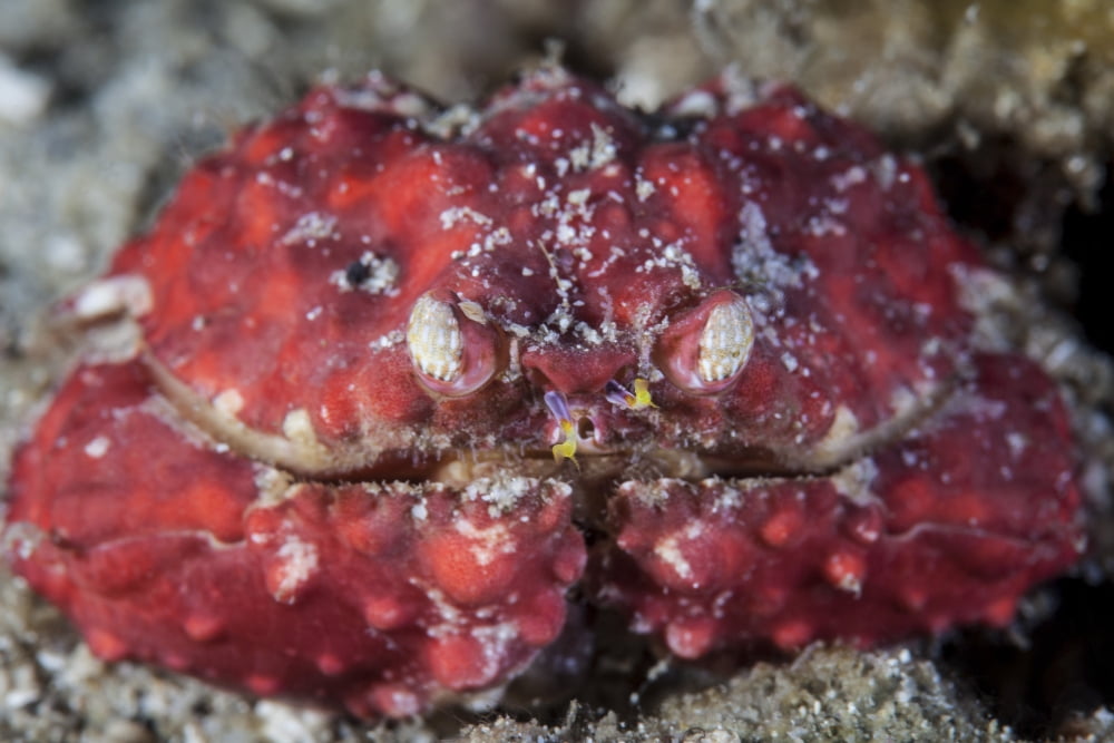 An unidentified crab sits on the seafloor Canvas Art - Ethan DanielsStocktrek Images (17 x 12)