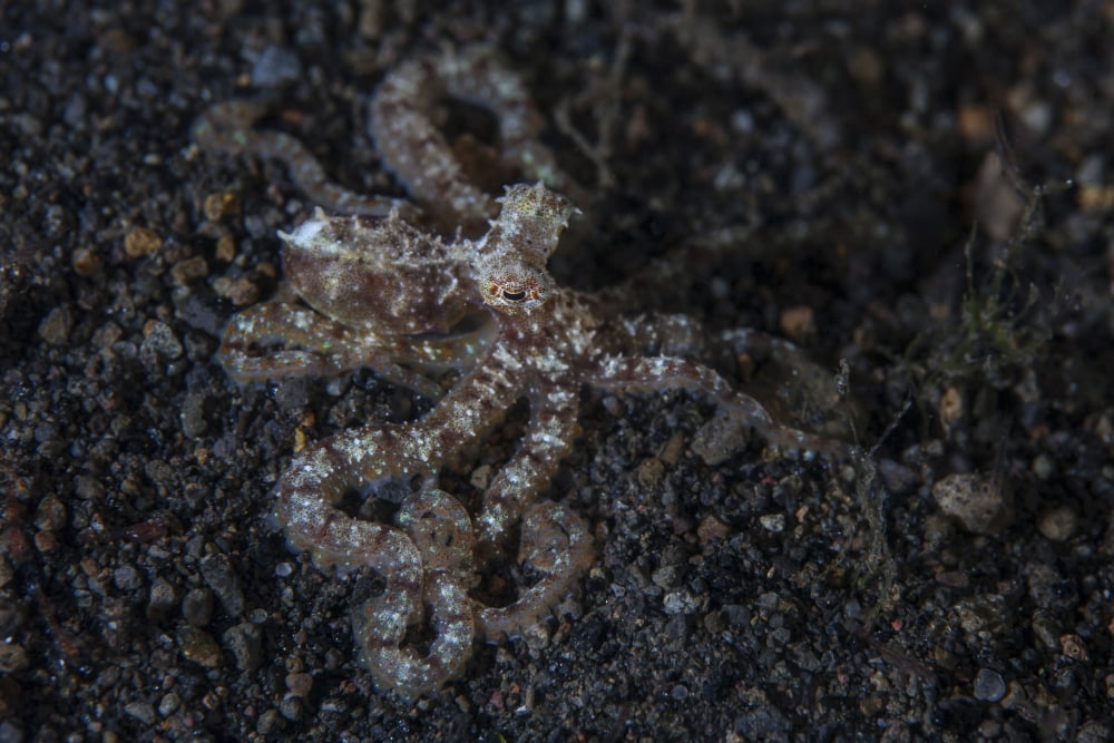 An unidentified octopus on a black sand seafloor Canvas Art - Ethan DanielsStocktrek Images (17 x 12)