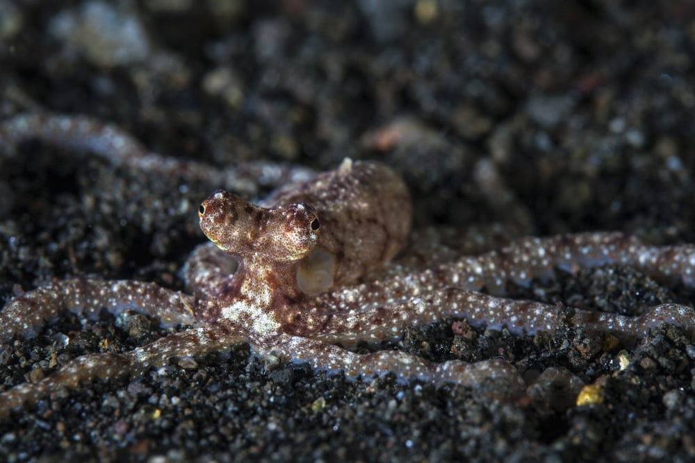 An unidentified octopus on a black sand seafloor Canvas Art - Ethan DanielsStocktrek Images (34 x 23)