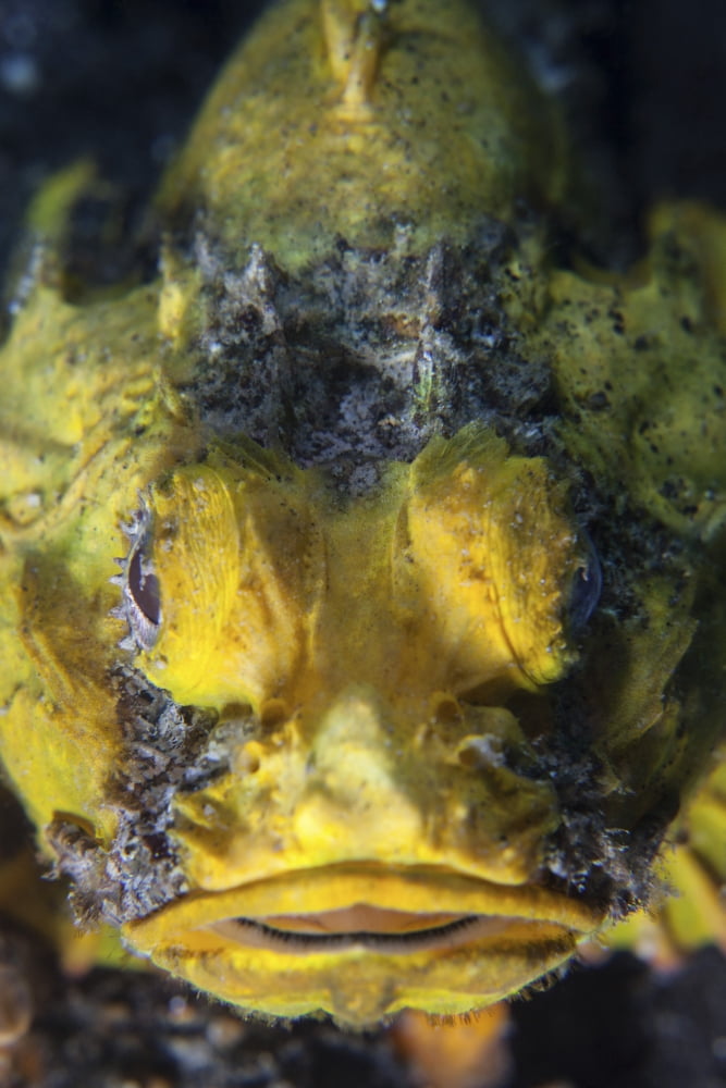 An unidentified scorpionfish mimics a yellow sponge with its coloration Canvas Art - Ethan DanielsStocktrek Images (12 x 17)
