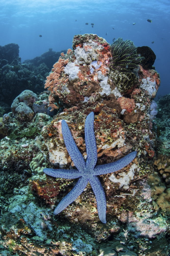 An unusual sea star clings to a diverse reef near the island of Bangka Canvas Art - Ethan DanielsStocktrek Images (12 x 17)