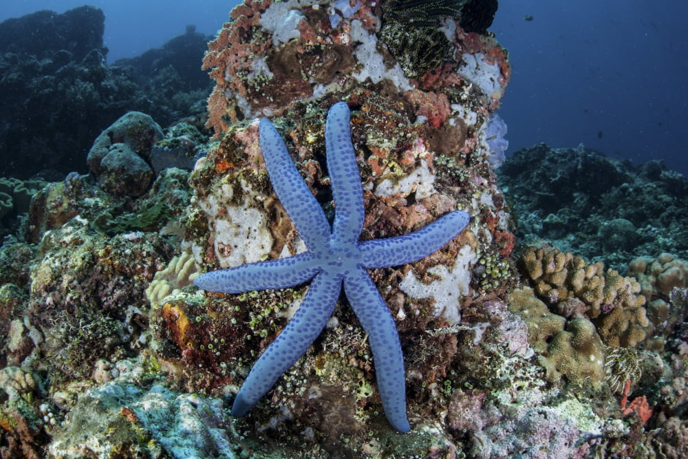 An unusual sea star clings to a diverse reef near the island of Bangka Canvas Art - Ethan DanielsStocktrek Images (17 x 12)