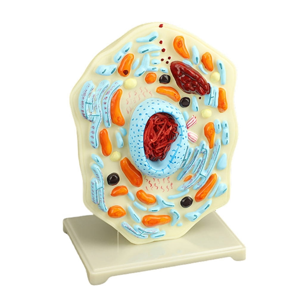 Inside Cell Model An1ma1Cell Model Cell Anatomy Model Nucleus Endoplasmic Reticulum ...