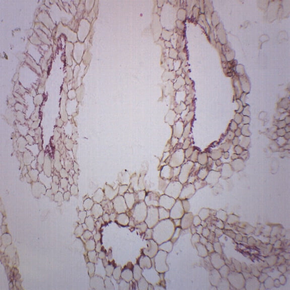 Anabaena, Whole Mount - Prepared Microscope Slide - 75 x 25mm - Biology & Microscopy - Eisco Labs