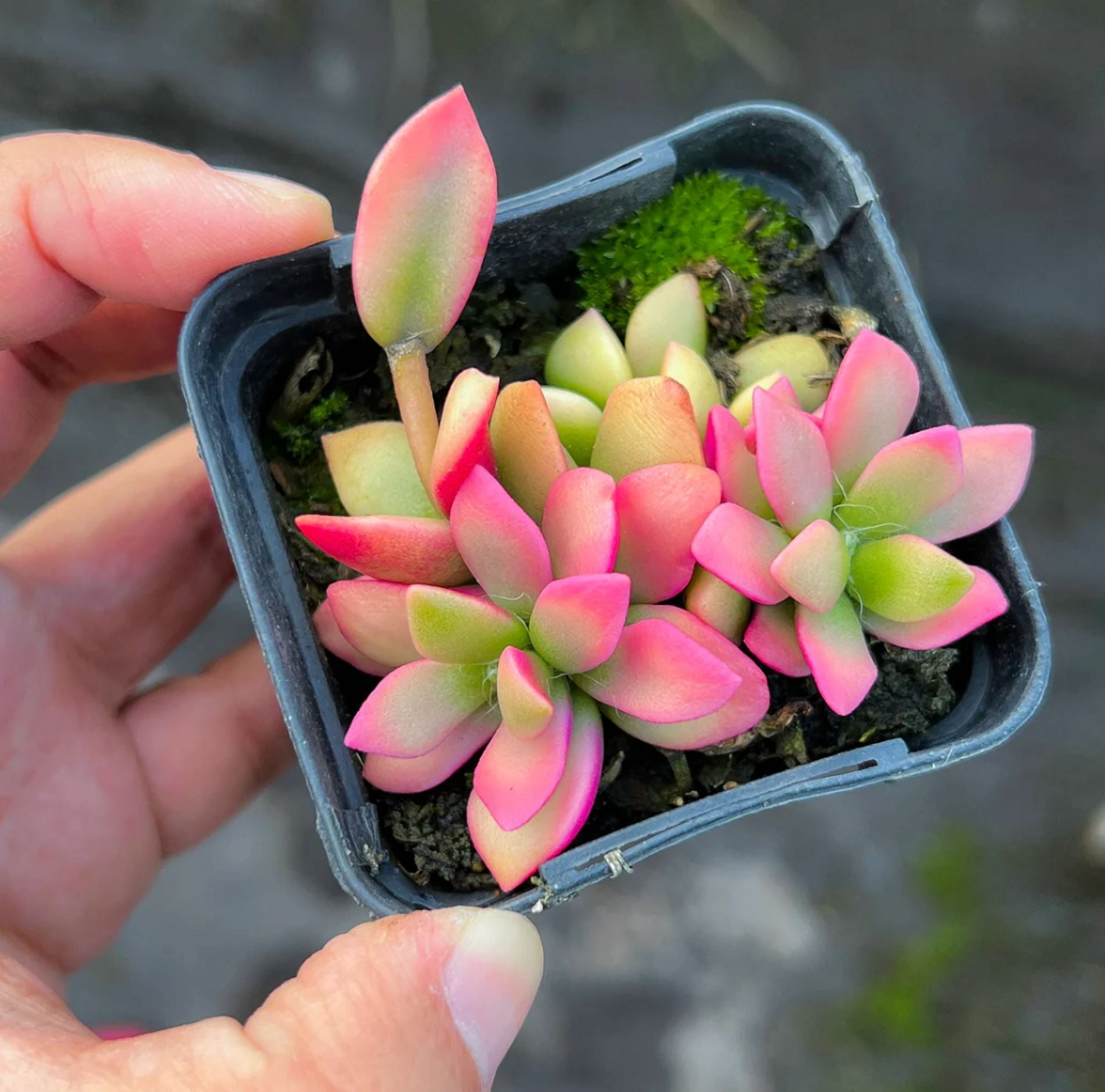 Anacampseros Telephiastrum Variegata 'Sunrise' Succulent Live Plant 2 Inch  for Indoor Outdoor Home Office Garden Decor - Walmart.com