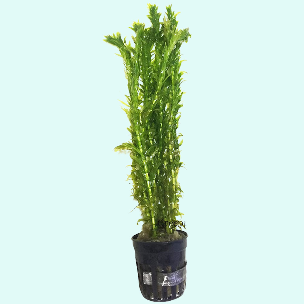 Anacharis Egeria Densa in 2 Inch Pot Live Aquarium Plants - Walmart.com