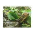 thumbnail image 1 of Anaconda Close Up Look Scary Anaconda Outside Wall Art Ready To Hang Unframed, 1 of 18