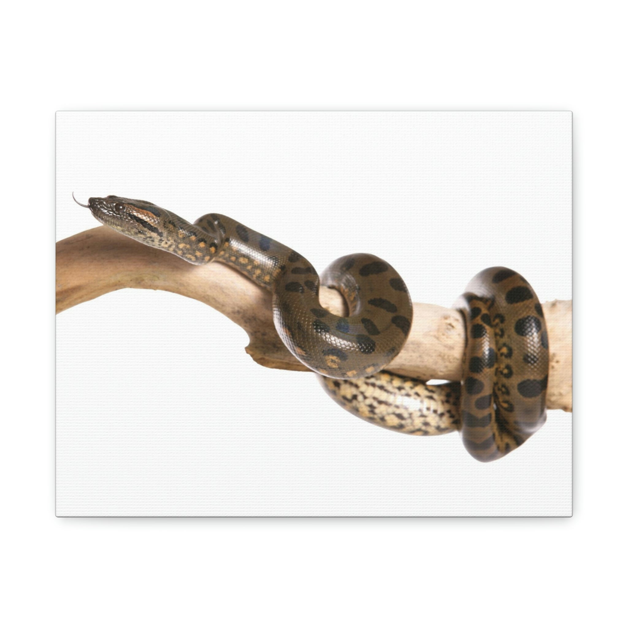 Anaconda Hunting Anaconda on Hunt Print Animal Wall Art Wildlife Canvas ...