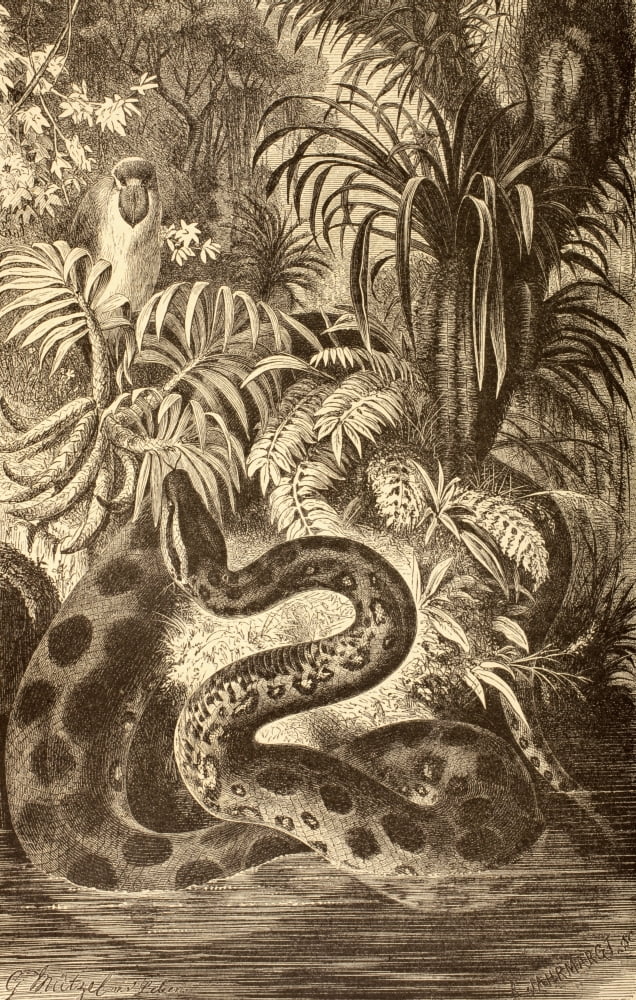 Anaconda Looking For Prey From La Vida De Los Animales Published Spain Circa 1885 Canvas Art - Ken Welsh Design Pics (11 x 18)