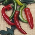 thumbnail image 1 of Anaheim Chili Hot Pepper Garden Seeds - 4 Oz - Non-GMO, Heirloom Vegetable Gardening Seeds, 1 of 2
