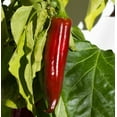 thumbnail image 1 of Anaheim NuMex Joe E Parker Chile Pepper Plant - 4" Pot, 1 of 2
