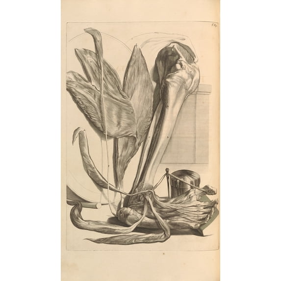 Anatomia humani corporis Pl.086 (1685) Poster Print by Gerard de Lairesse (24 x 36)