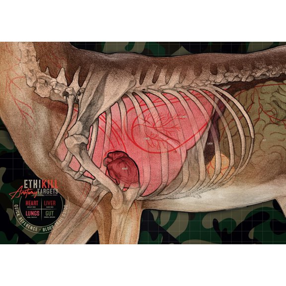 Anatomical Archery Targets 5 Pack 18x26 Inches Full Color Paper Training Tools
