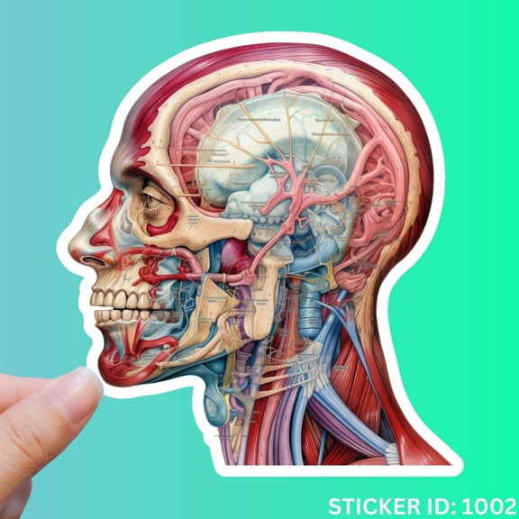 Anatomical Brain Nurse Doctor Medical Brain Head Skull Nerve Doc Nurse Emt Sticker