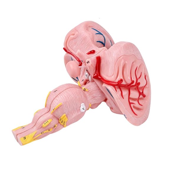 Anatomical Brainstem Model 3 Times Magnification for Nursing Students Education