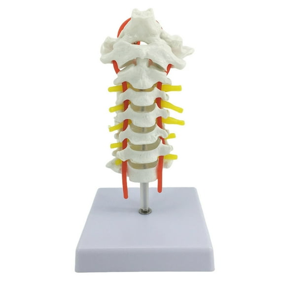 Anatomical Cervical Vertebrae Model Featuring Arteries Nerves Vertebral Discs Medicals Training Tool