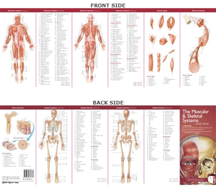 Anatomical Chart Company's Illustrated Pocket Anatomy: Anatomical Chart Company's Illustrated Pocket Anatomy: The Muscular & Skeletal Systems Study Guide (Other)