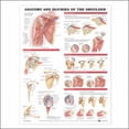 thumbnail image 1 of Anatomical Chart Injuries of the Shoulder Wall Chart, Multicolor, 1 of 3
