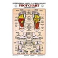 thumbnail image 1 of Anatomical Chart Reflexology  Styrene Charts-Foot, 1 of 2