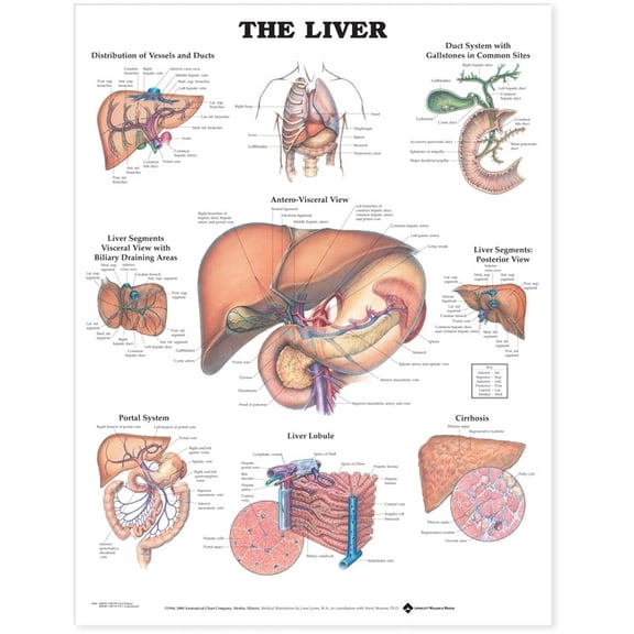 Anatomical Chart: The Liver Anatomical Chart, Book 1, (Laminated)