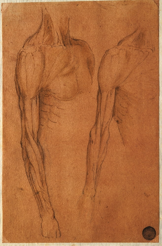Anatomical Drawing Canvas Art - (24 x 36)