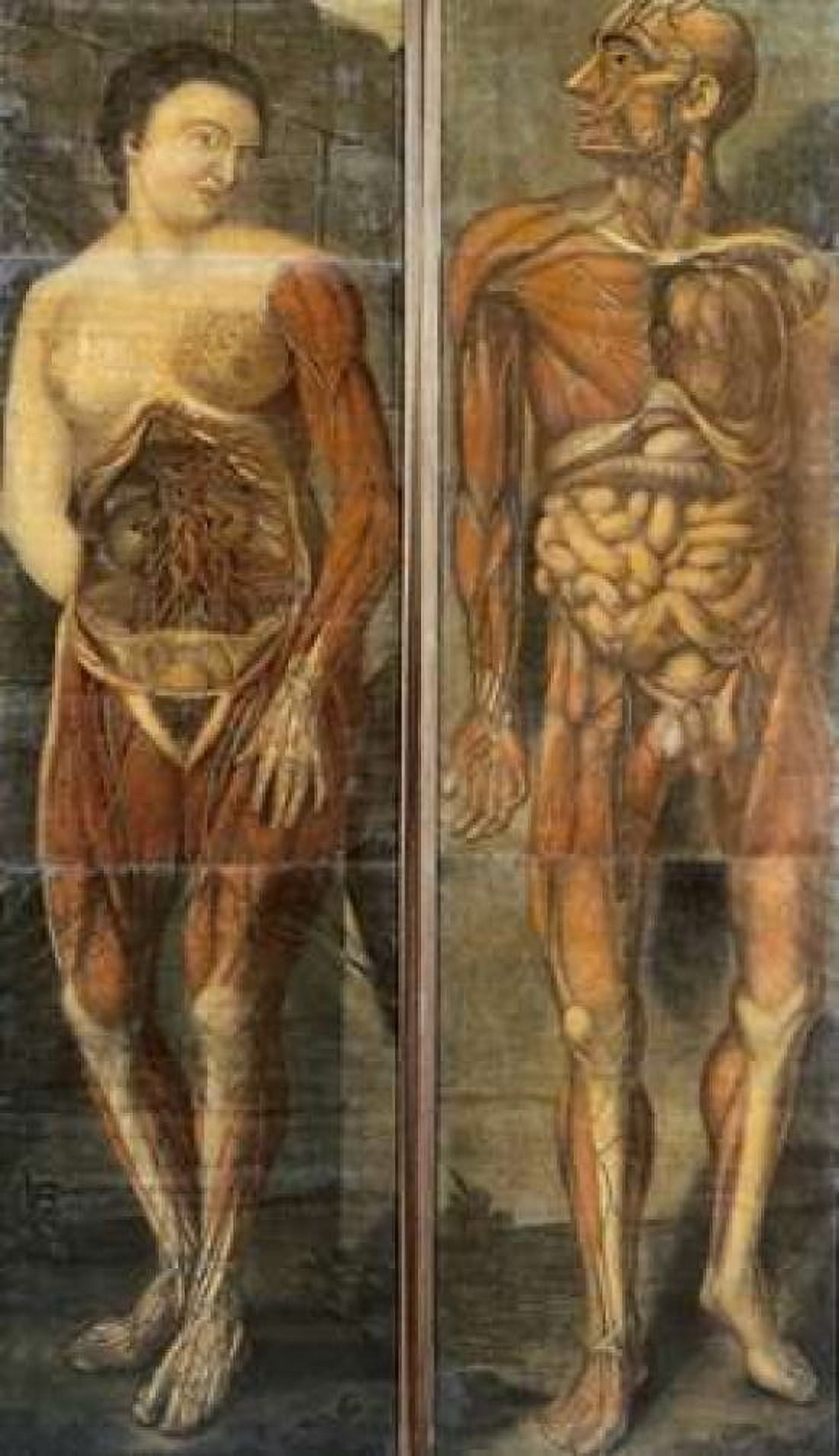 Anatomical Drawings of Male and Female Figures Canvas Art - Jacques Fabian Gautier Dagoty (24 x 36)