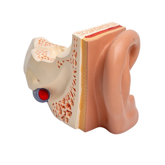 Anatomical Ear Model Enlarged Human Ear Anatomy Model Anatomical Auditory Organ Model Teaching for Student Doctor