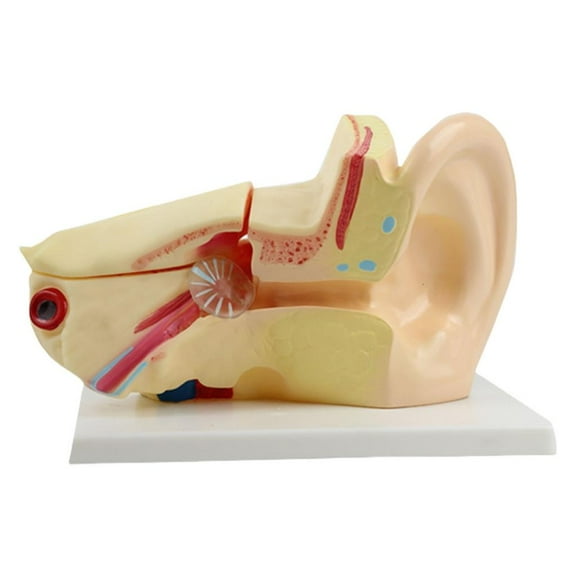 Anatomical Ear Structure Model Life Size PVC Human Inner Ear Anatomy Model