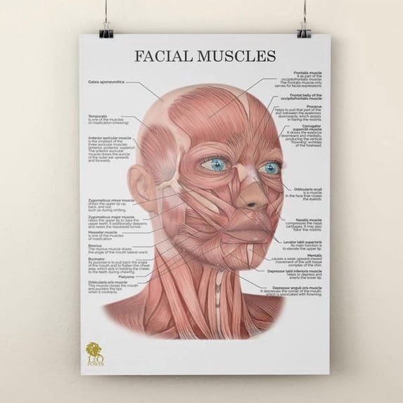 Anatomical Face Muscles Poster Facial Anatomy Wall Art Massage & Face ...
