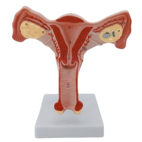 Anatomical Female Genital And Ovary Model Female Reproductive Organ Anatomy Model for Clinical Demonstration and Lecture