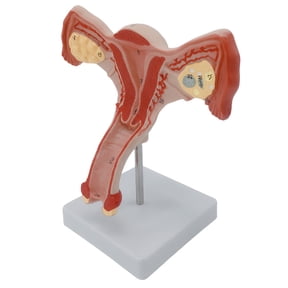 Anatomical Female Internal Reproductive Organ Ovary Model Realistic Female Reproductive Organ Anatomy Model for Teaching