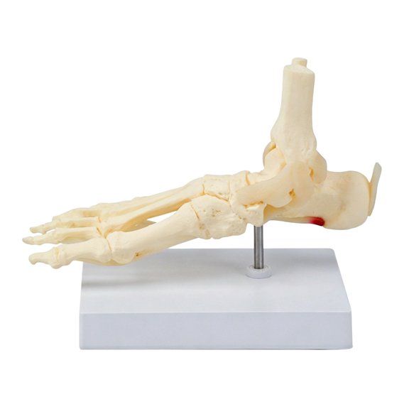 Anatomical Foot Bone Model for Classroom Demonstration, Hard Molded Ankle Joint Skeleton Structure Model, 22X12.5X17CM C