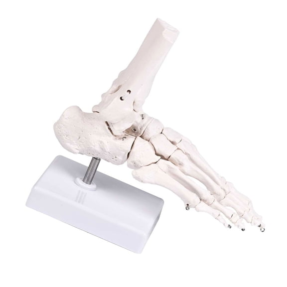 Anatomical Foot Structure Model PVC Construction Ideal For Medicals Students To Understand Bone Function And Arrangement