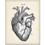 Anatomical Heart - 11x14 Unframed Art Print - Great Gift for Doctors, Medical/Nursing Students or Nurses