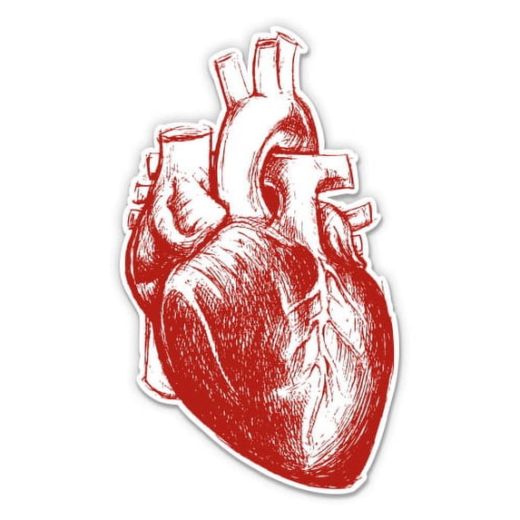 Anatomical Heart Drawing - 5" Vinyl Sticker - For Car Laptop I-Pad - Waterproof Decal