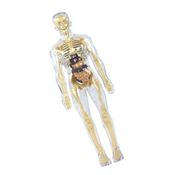 Anatomical Human Body Model Clear Human Skeleton Anatomy Model with Detachable Organs For Classroom Demonstrations