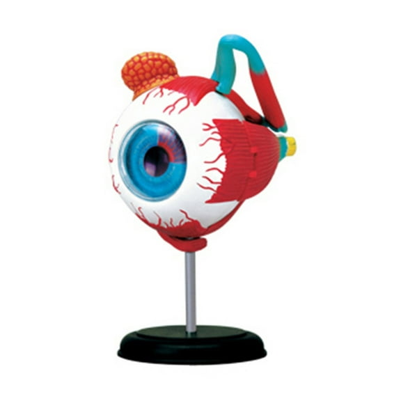 Anatomical Human Eye Model Orbit Eyeball Detachable 32Parts DIY Teaching Tool Educational Equipment Anatomical Model