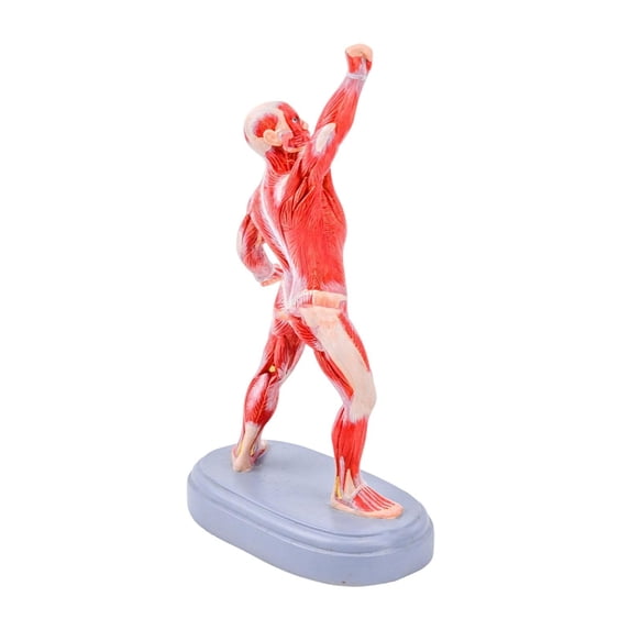 Anatomical Human Muscle Structure Model Realistic Human Muscle Anatomy ...